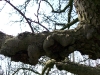 2011-03-12-hsb-wanneperveen-021